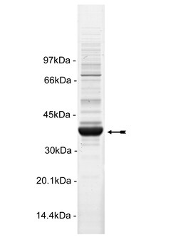 Eurofins DiscoverX DCAMKL2 Protein, Active 10 &mu;g | Buy Online | Eurofins DiscoverX | Fisher Scientific